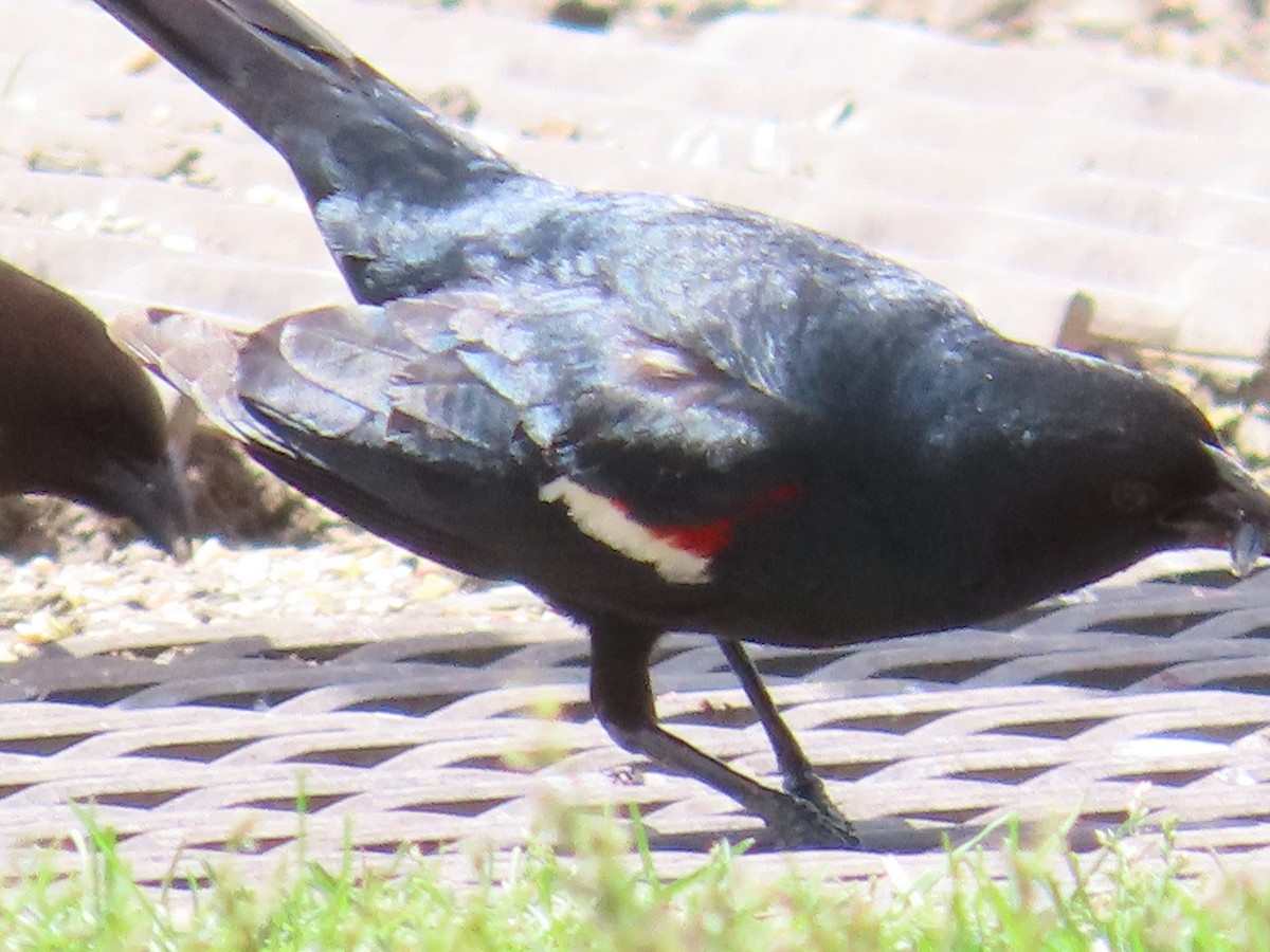 Tricolored Blackbird - ML620200339