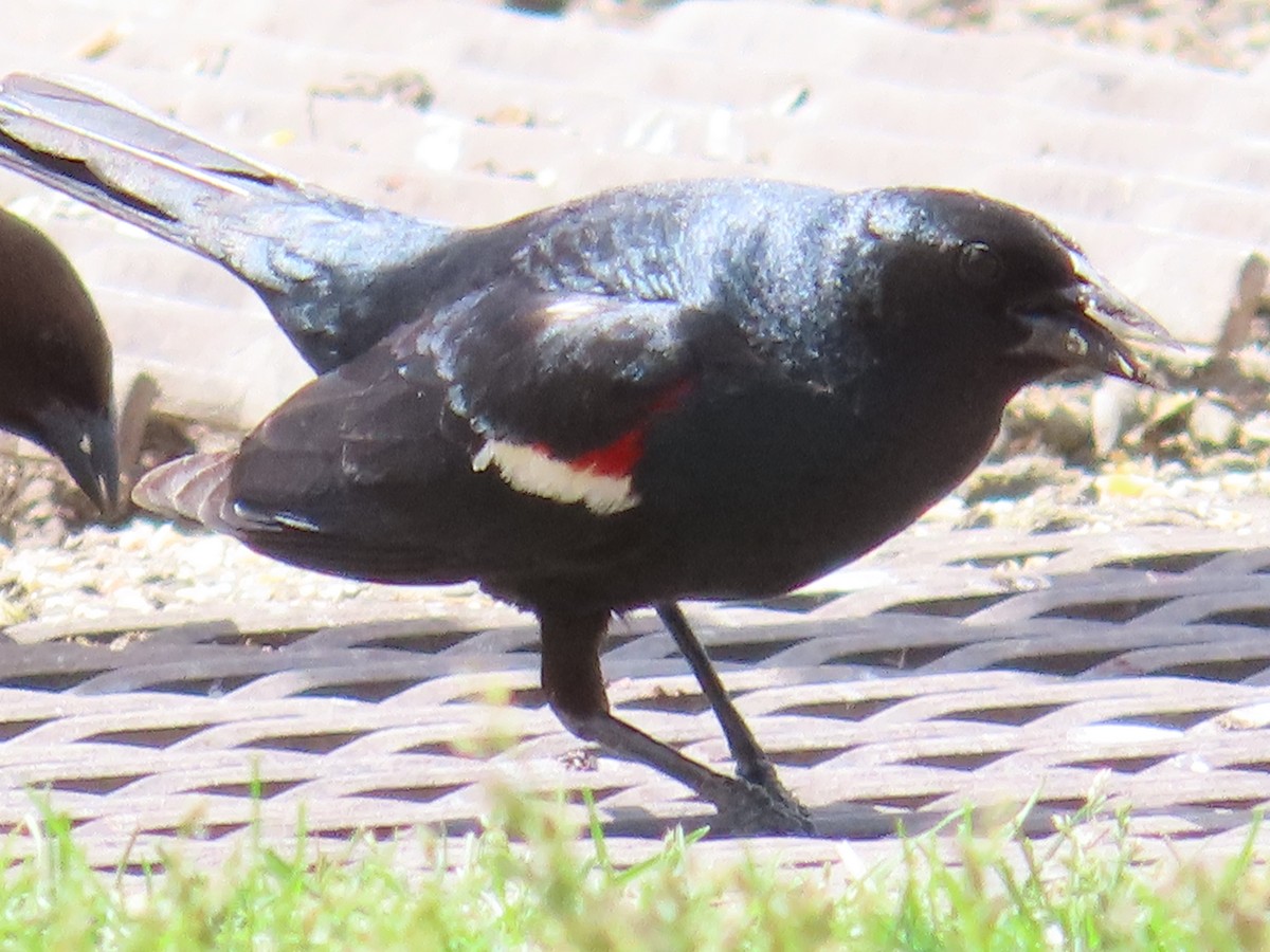 Tricolored Blackbird - ML620200340