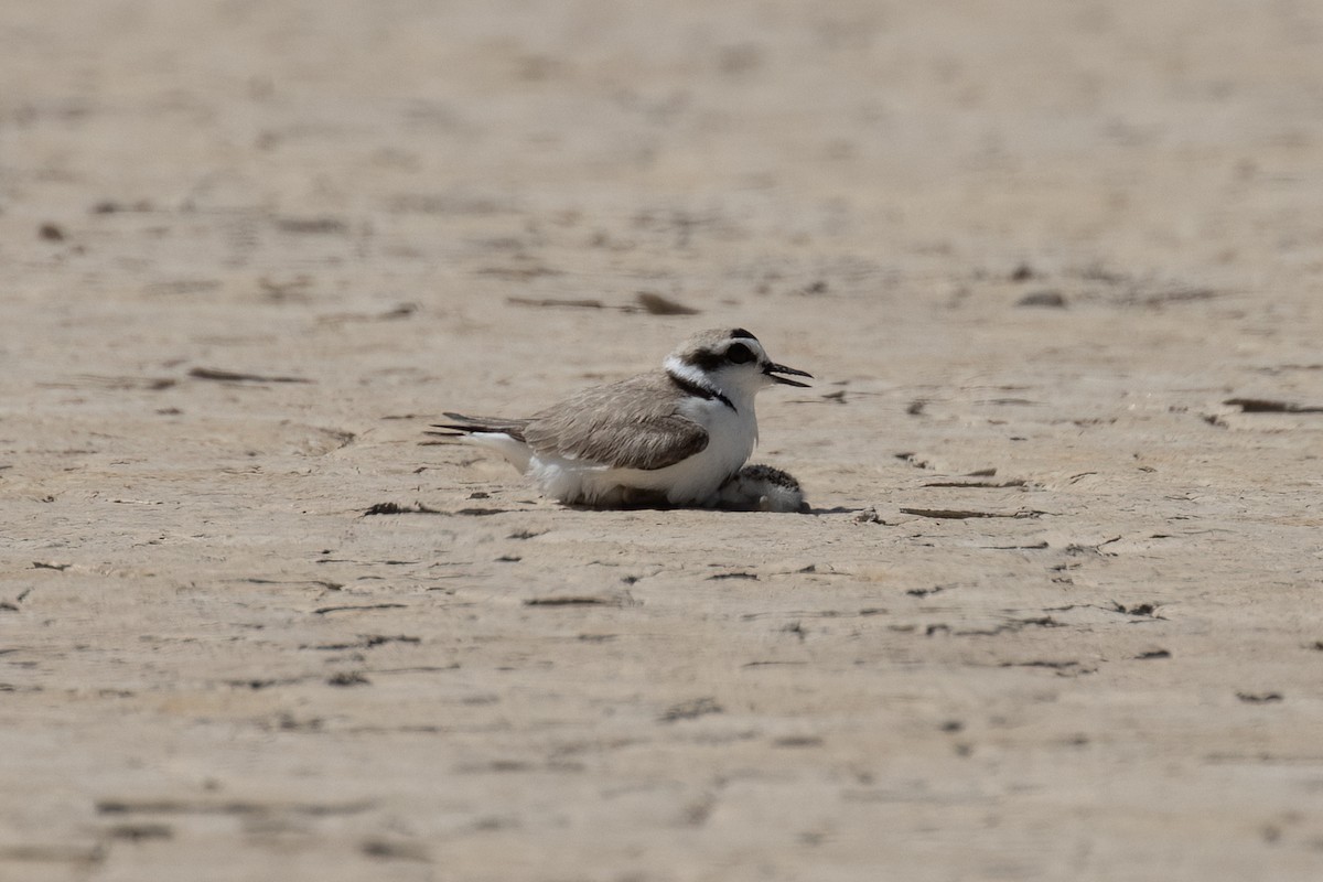 Snowy Plover - ML620200341