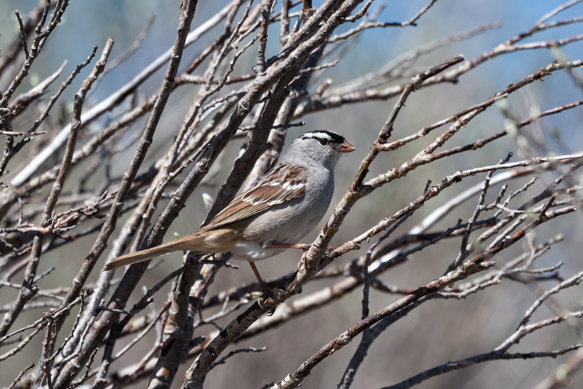 White-crowned Sparrow (oriantha) - ML620200343