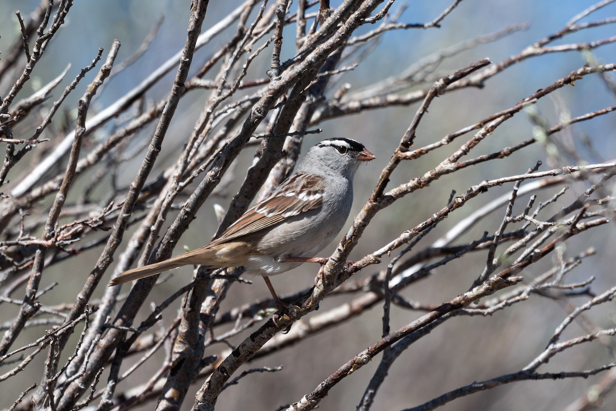 Bruant à couronne blanche (oriantha) - ML620200343