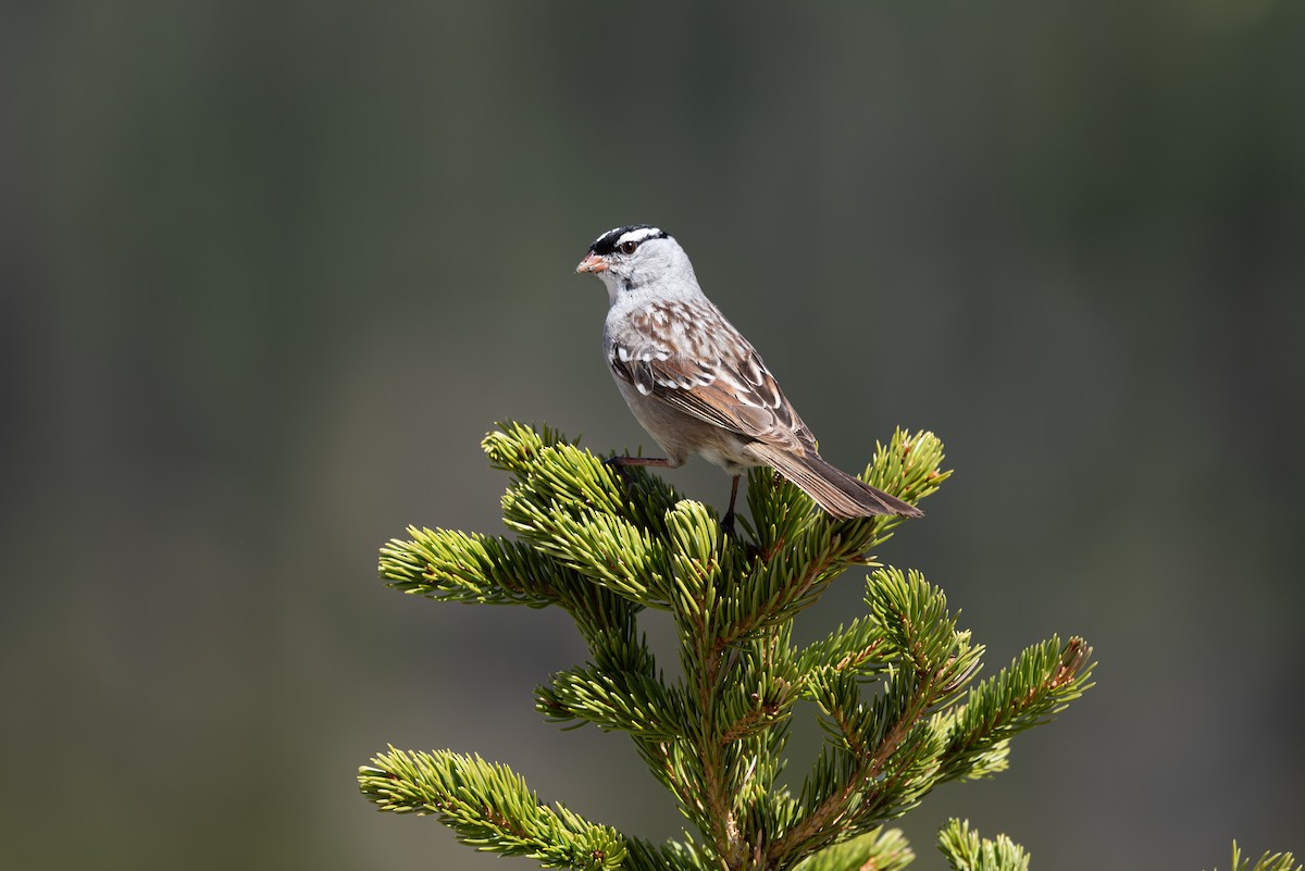 White-crowned Sparrow (oriantha) - ML620200348