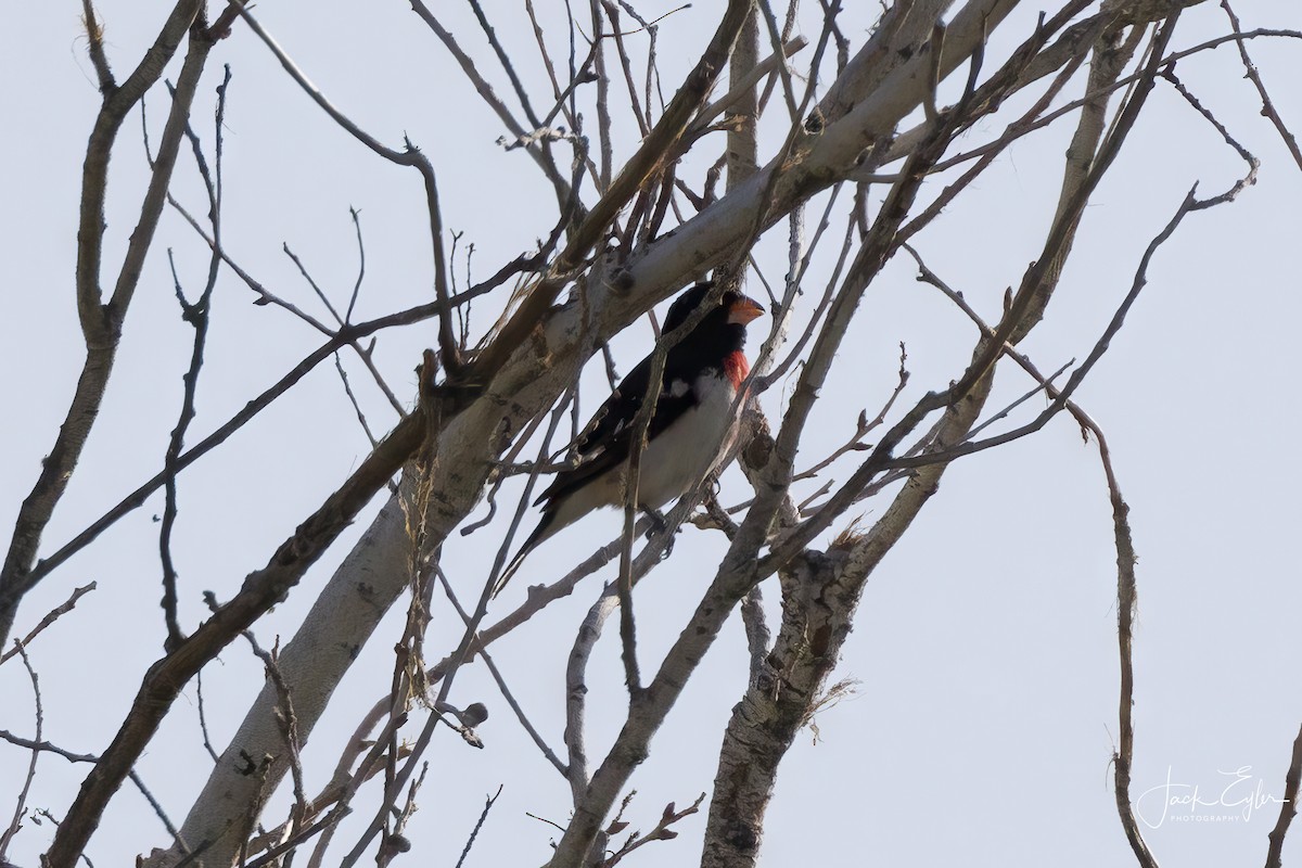 Rose-breasted Grosbeak - ML620200354