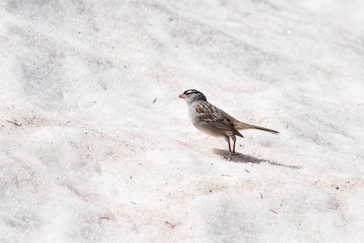 White-crowned Sparrow (oriantha) - ML620200355