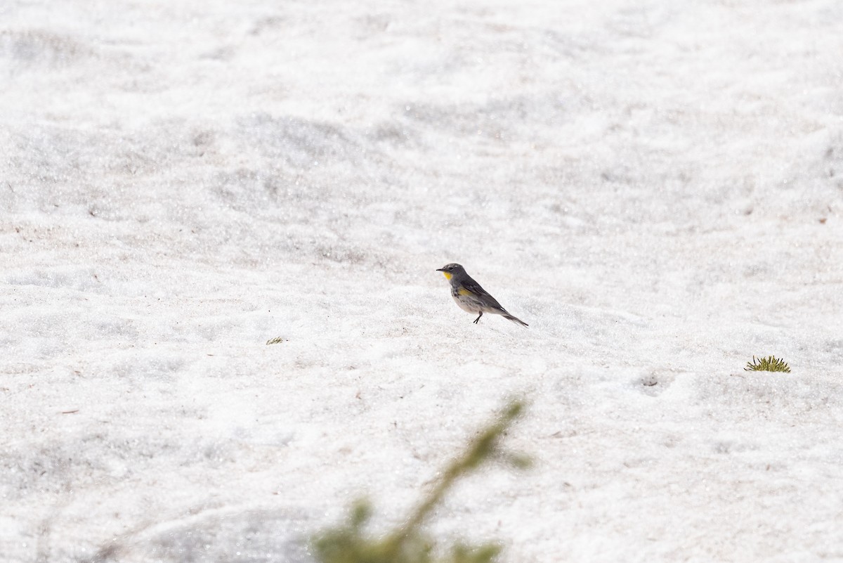 Yellow-rumped Warbler (Audubon's) - ML620200357