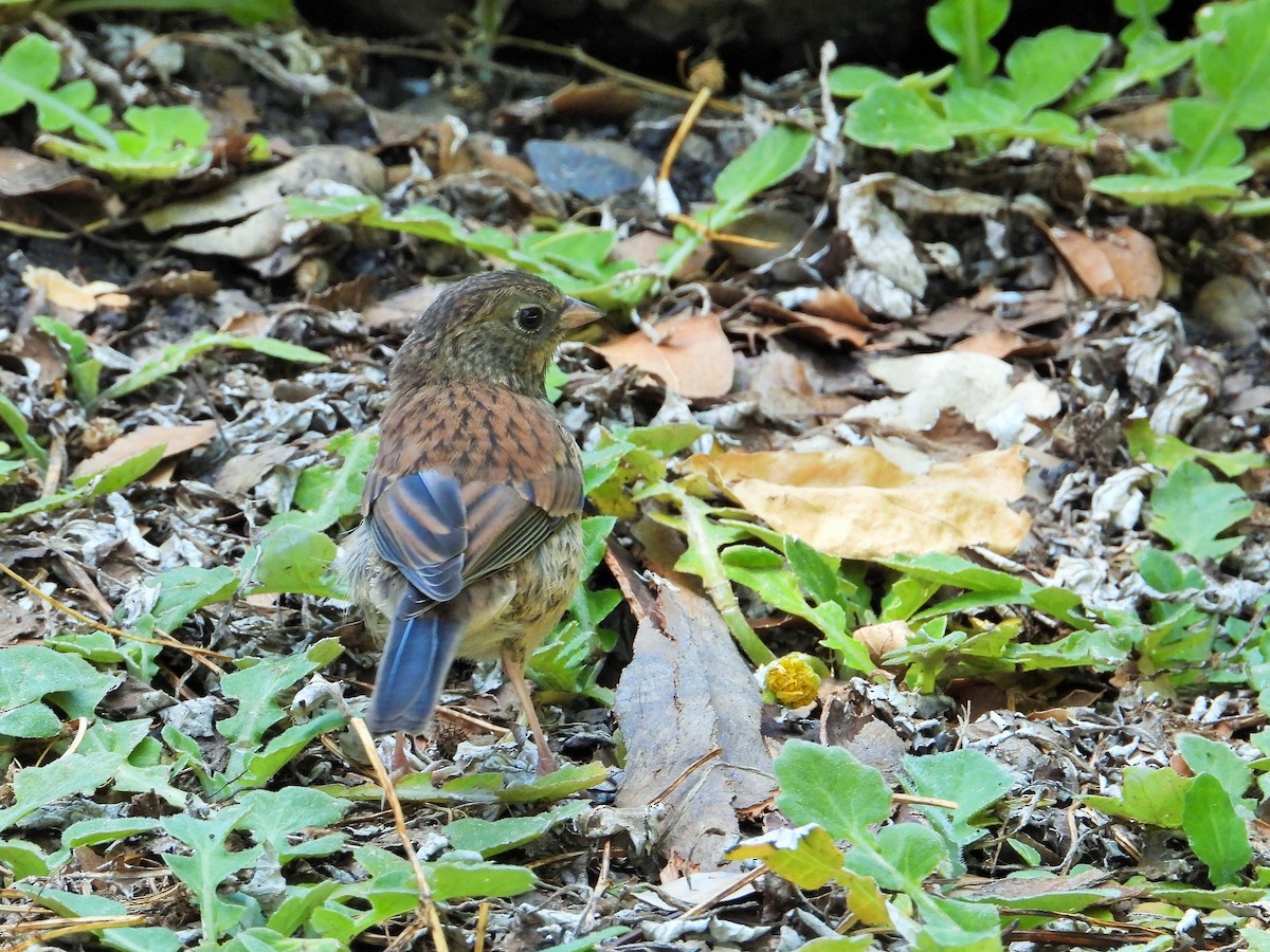 Junco Ojioscuro - ML620200359