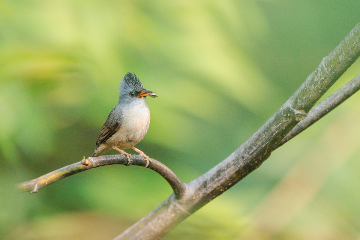Black-chinned Yuhina - ML620200365