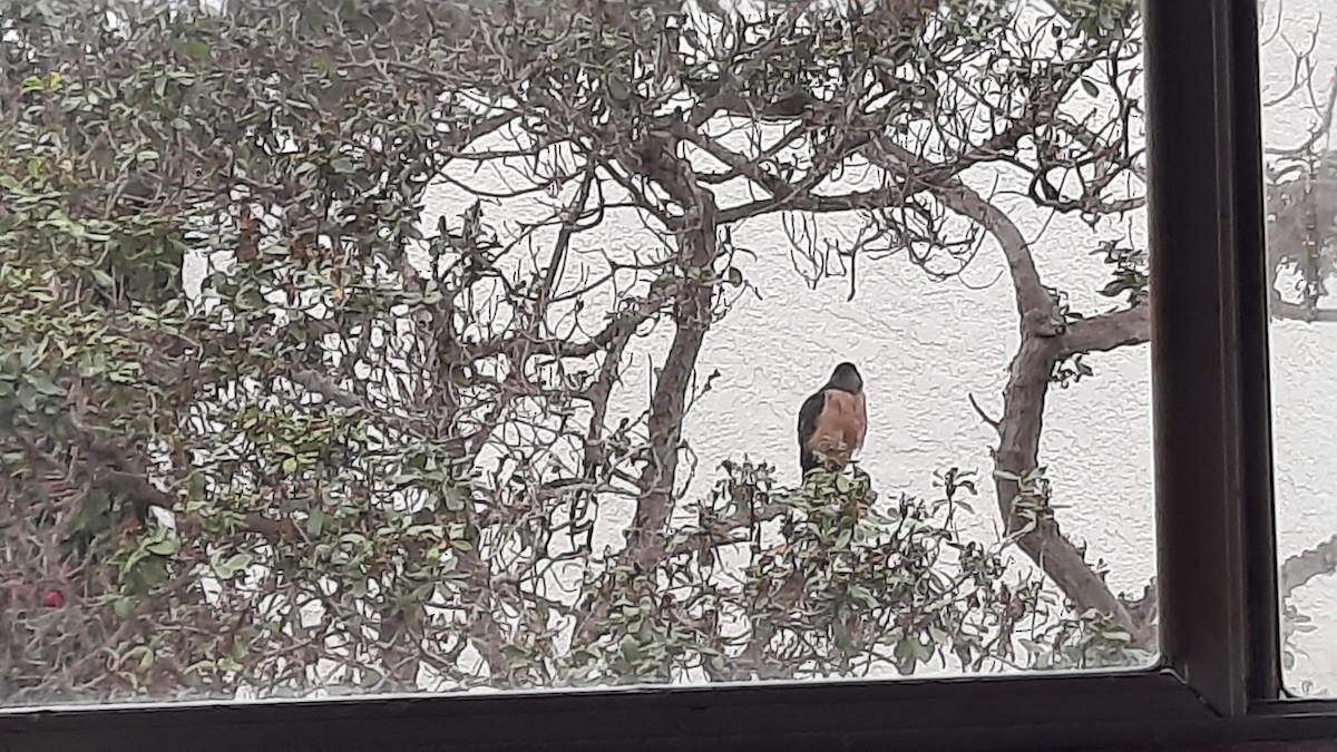 Sharp-shinned/Cooper's Hawk - ML620200372