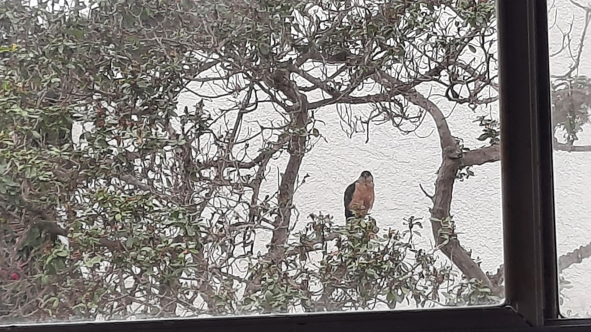 Sharp-shinned/Cooper's Hawk - ML620200373