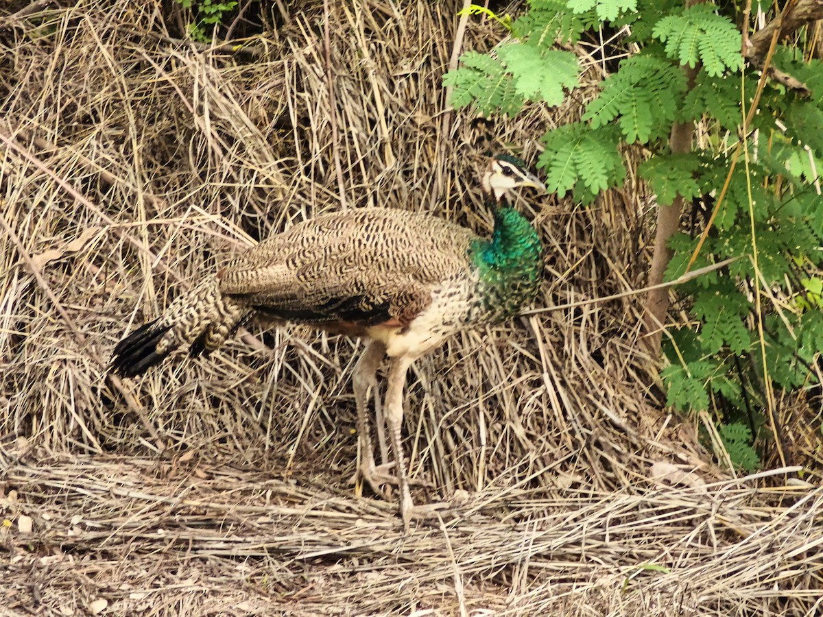 Indian Peafowl - ML620200374