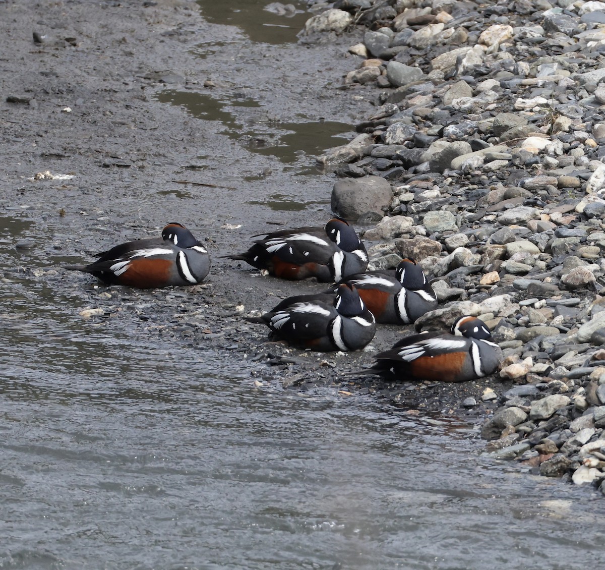 Harlequin Duck - ML620200375