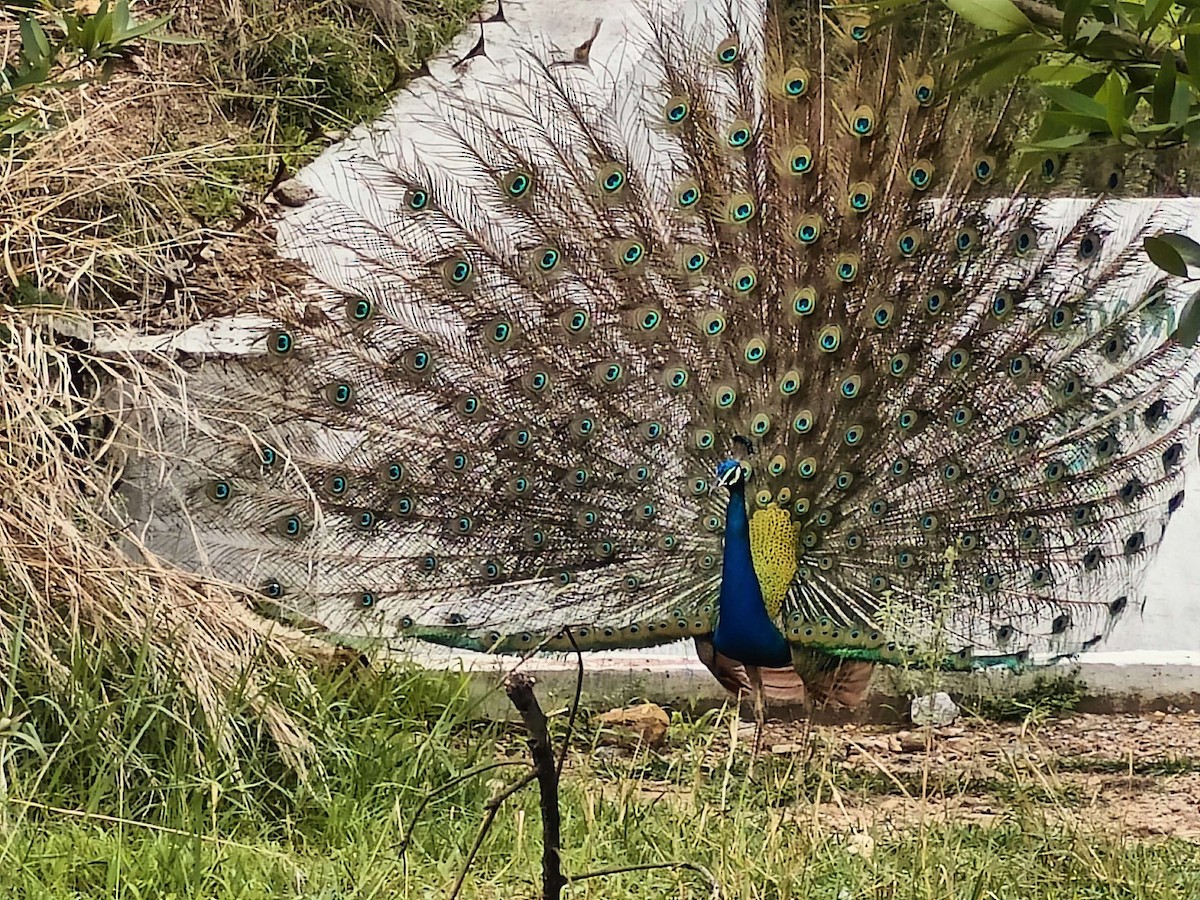 Indian Peafowl - ML620200377