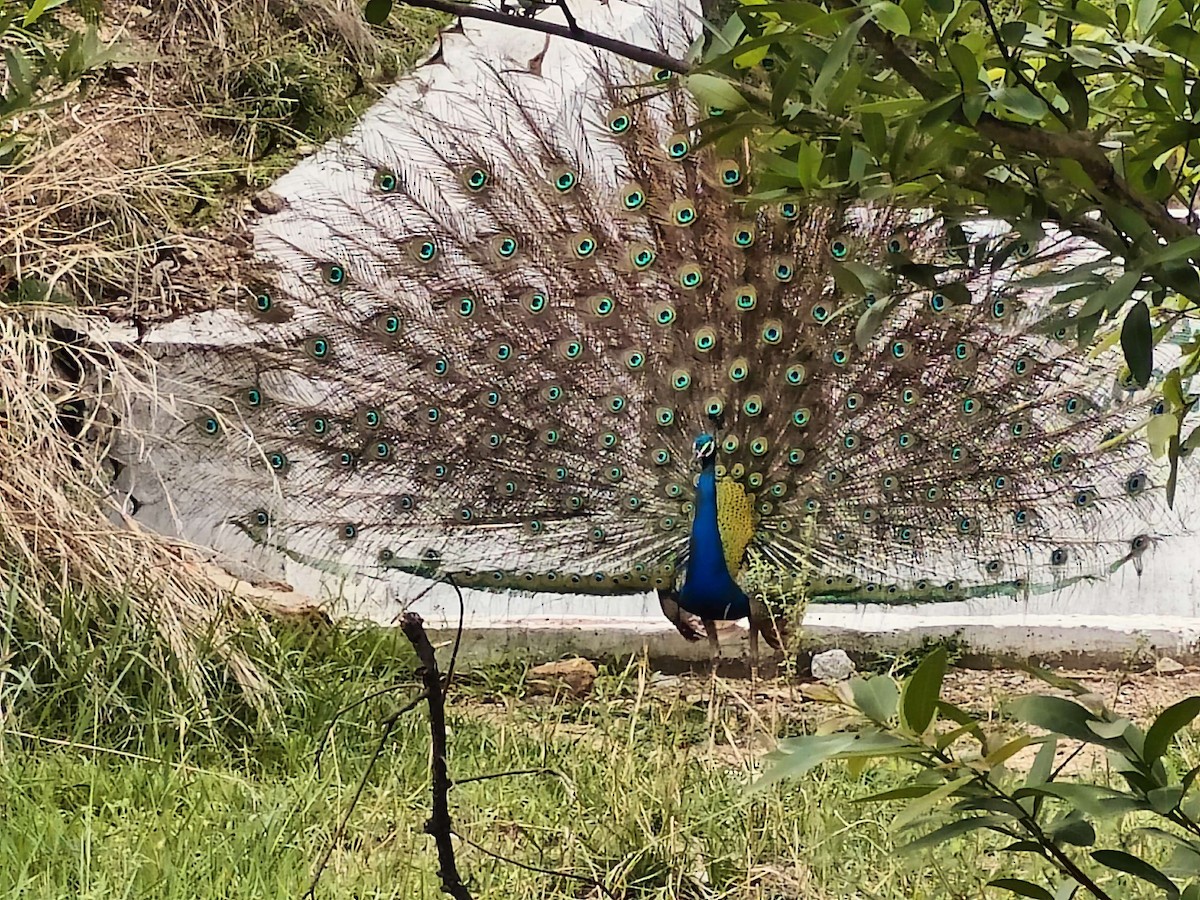 Indian Peafowl - ML620200378