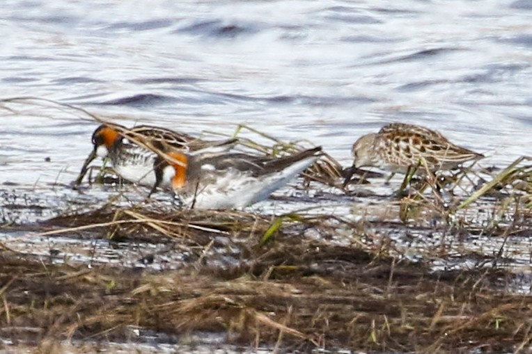 Phalarope à bec étroit - ML620200380