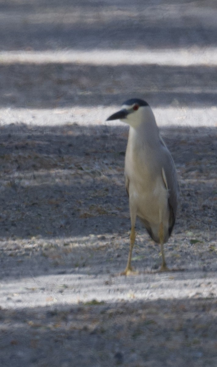 Black-crowned Night Heron - ML620200382