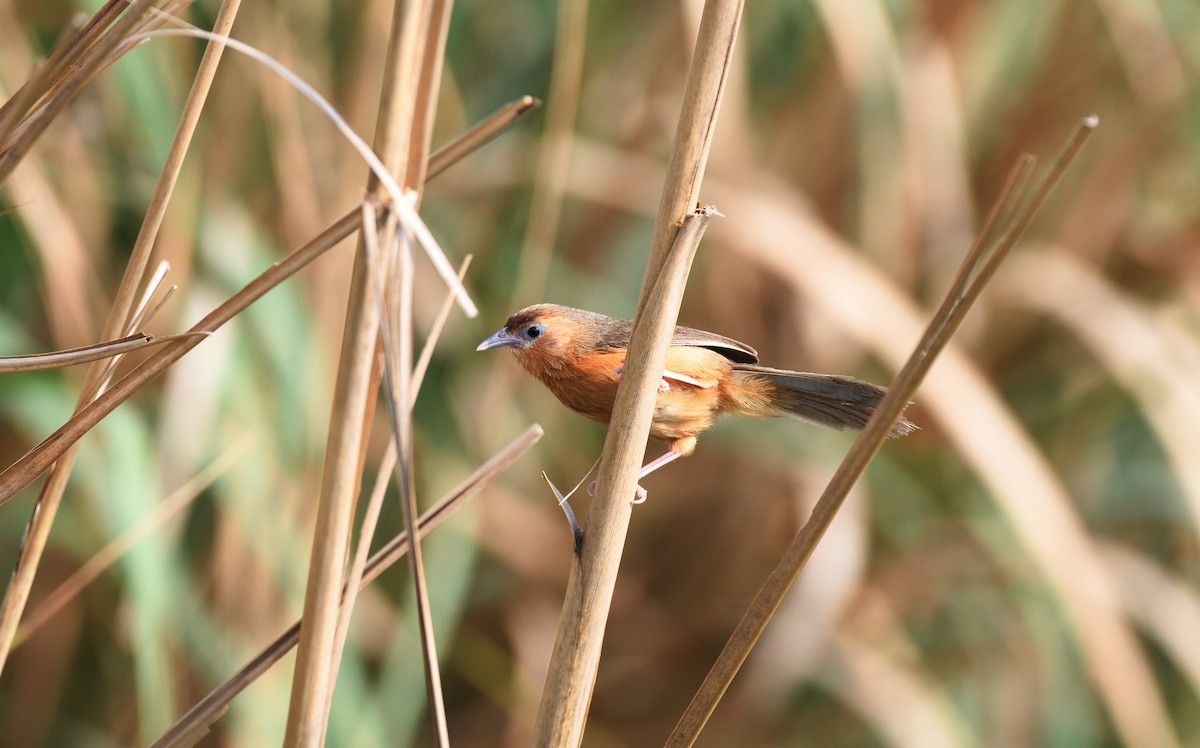 Tawny-bellied Babbler - ML620200386