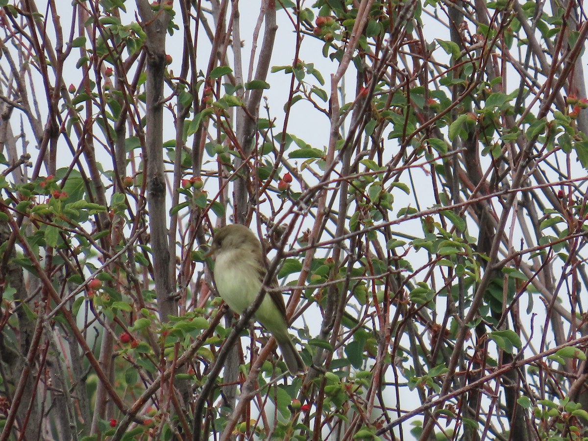 Willow Flycatcher - ML620200389