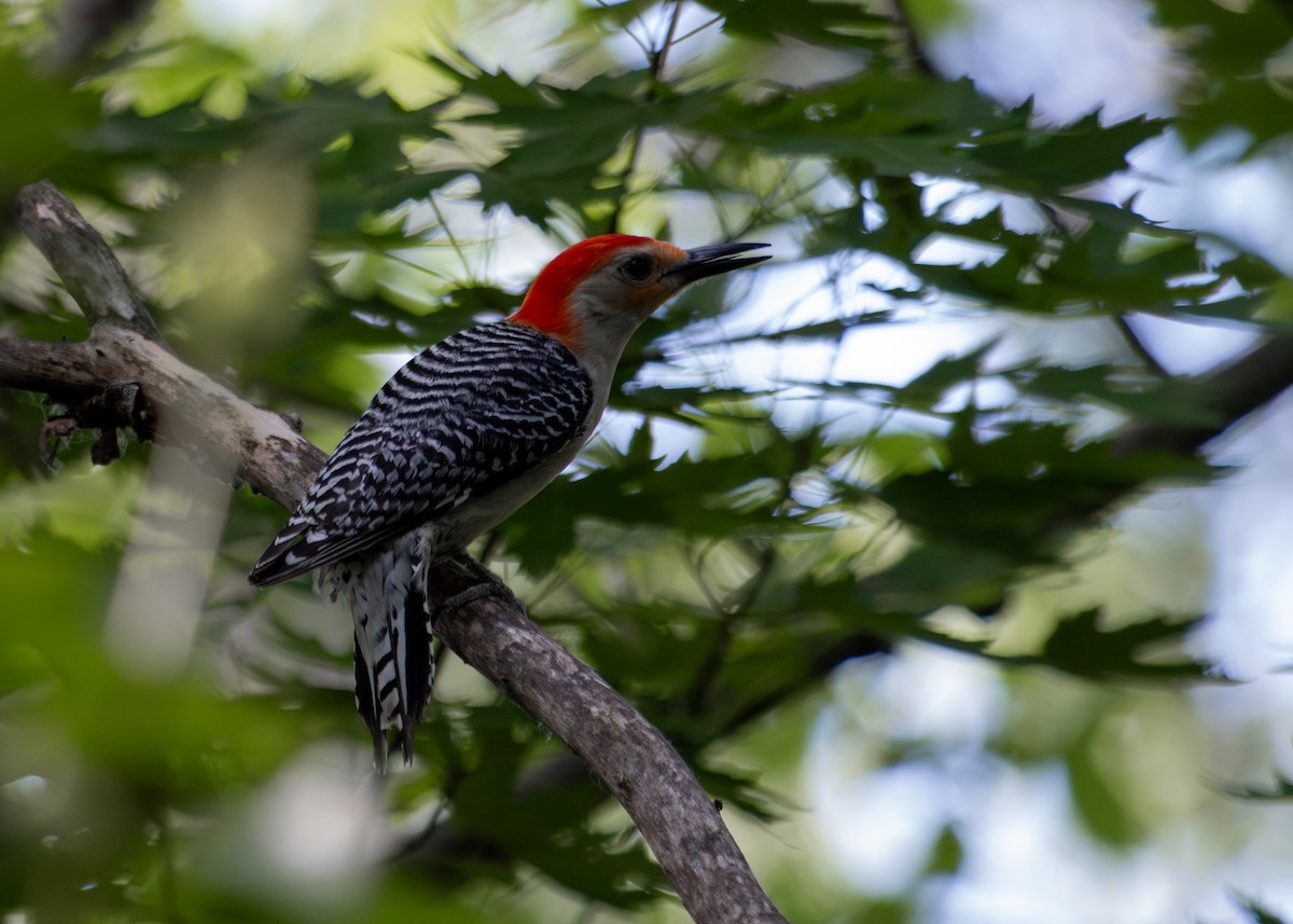 Red-bellied Woodpecker - ML620200390