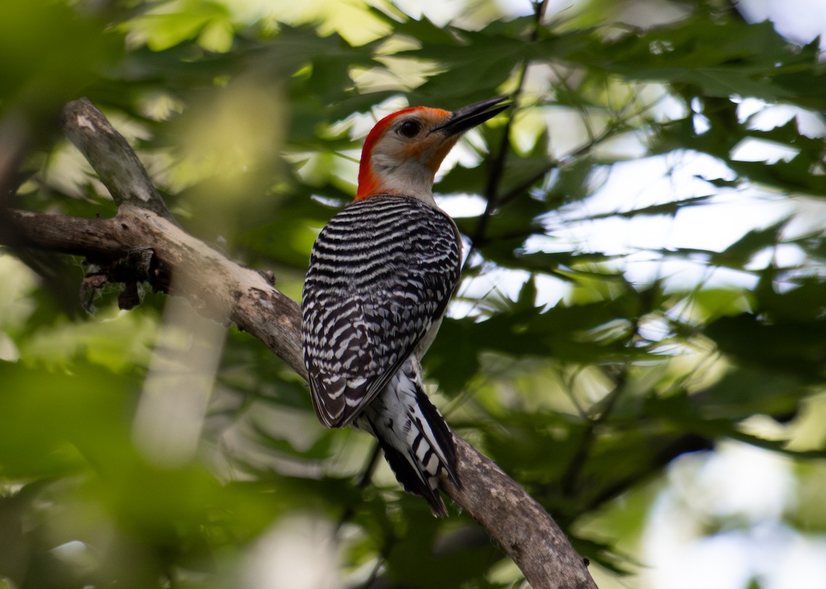 Red-bellied Woodpecker - ML620200391
