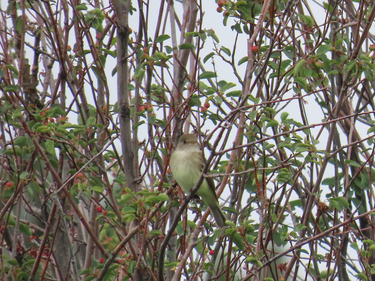 Willow Flycatcher - ML620200392