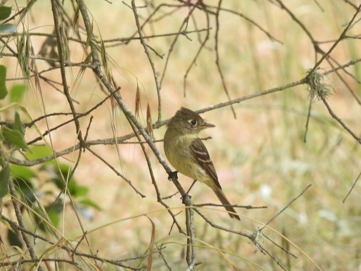 Western Flycatcher - ML620200406