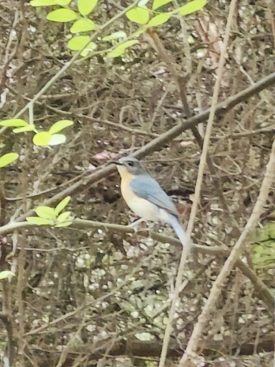 Tickell's Blue Flycatcher - ML620200412