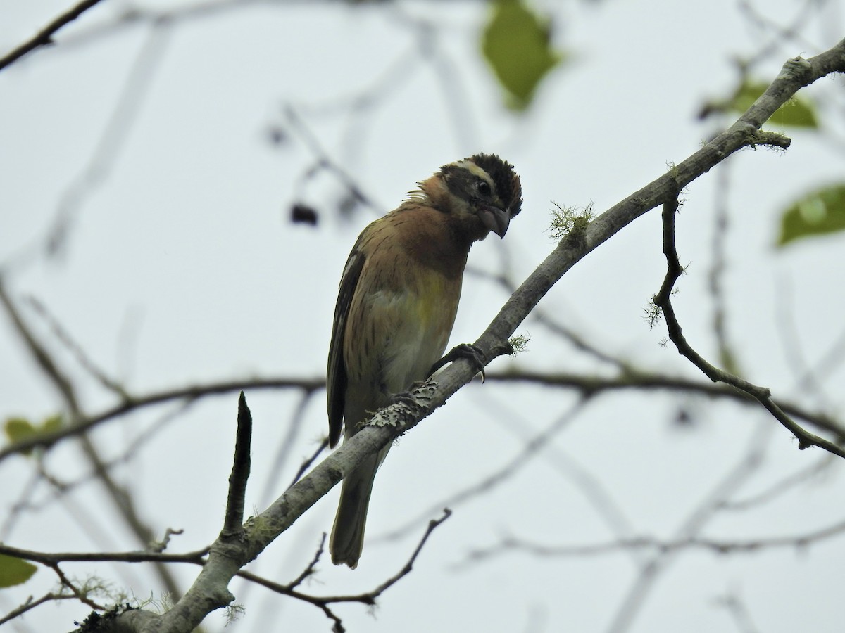 Black-headed Grosbeak - ML620200424