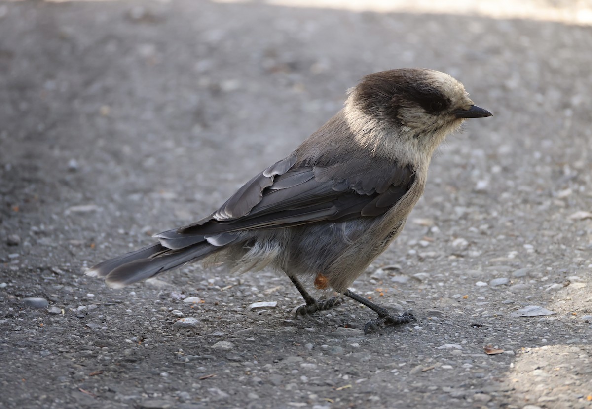 Canada Jay - ML620200425