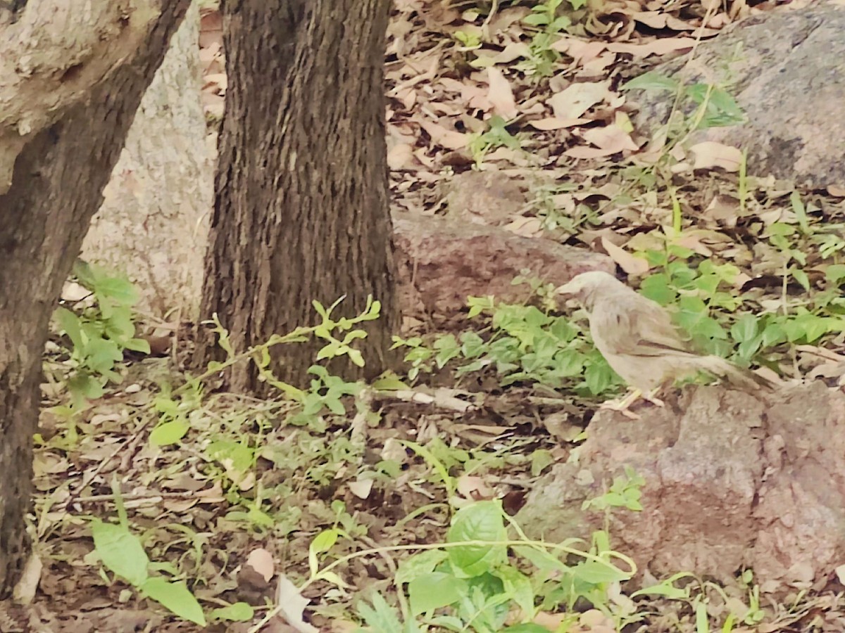 Yellow-billed Babbler - ML620200426