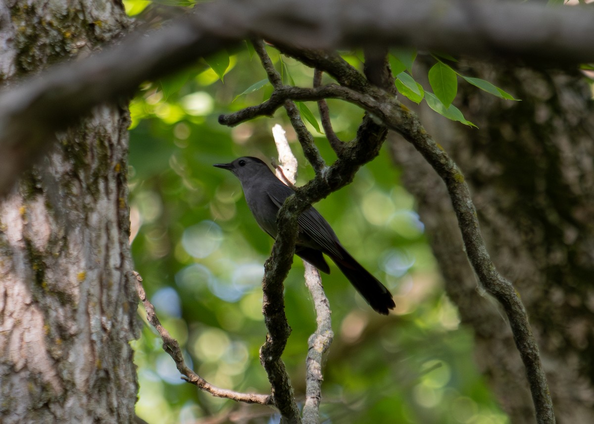 Gray Catbird - ML620200427