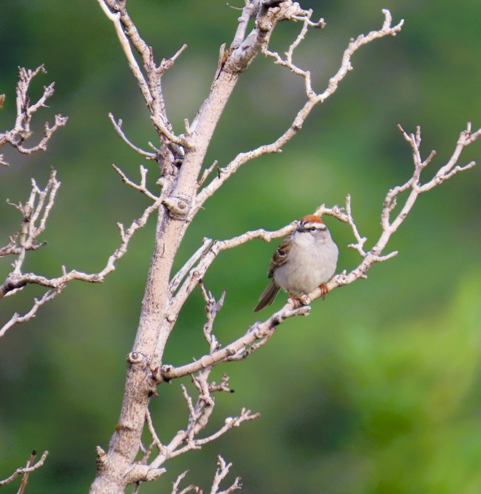 Chipping Sparrow - ML620200435