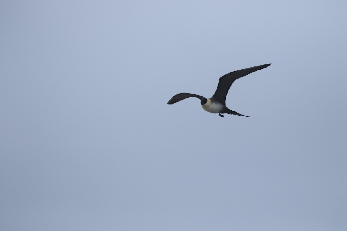 Long-tailed Jaeger - ML620200439