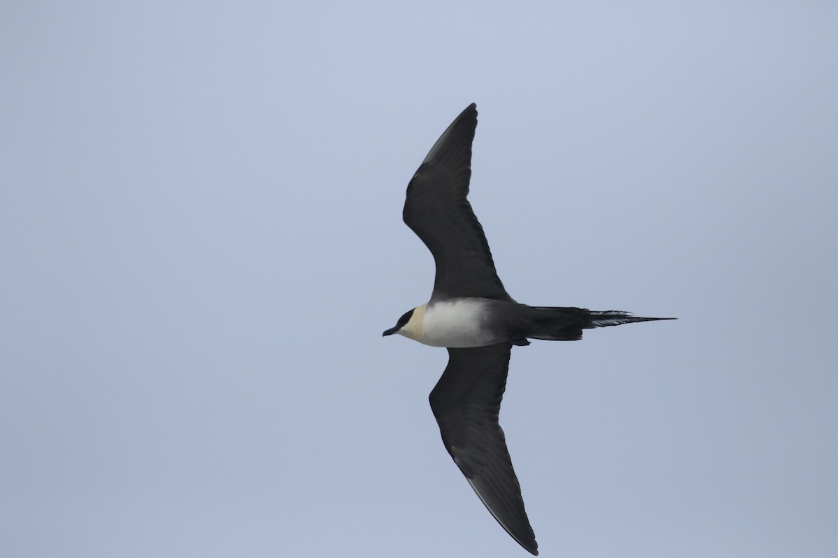 Long-tailed Jaeger - ML620200440