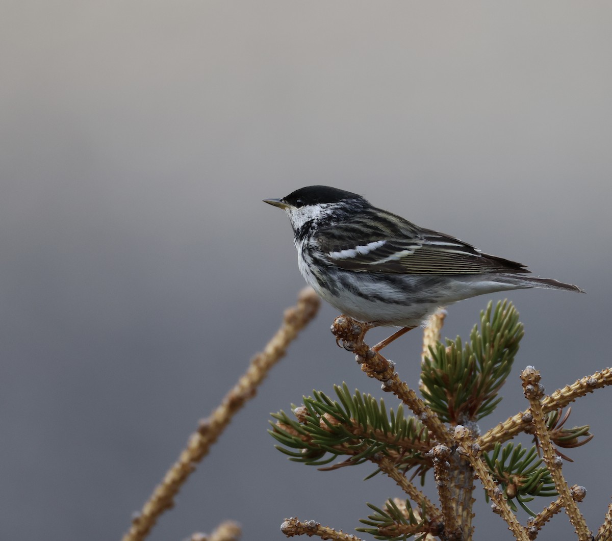 Blackpoll Warbler - ML620200449