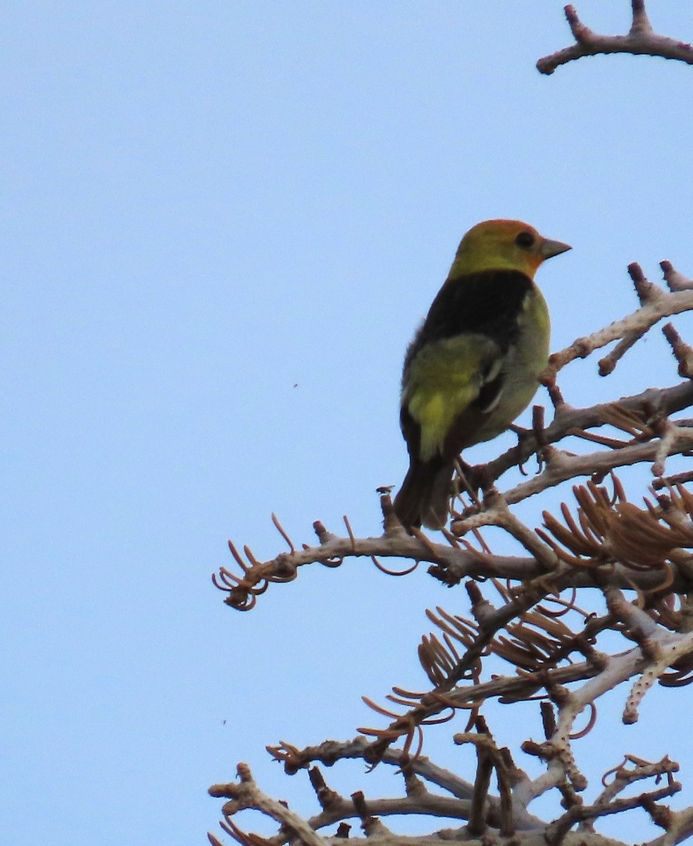 Western Tanager - ML620200450