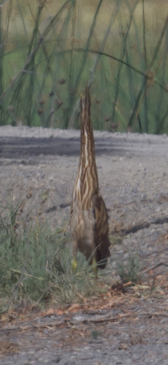 American Bittern - ML620200451