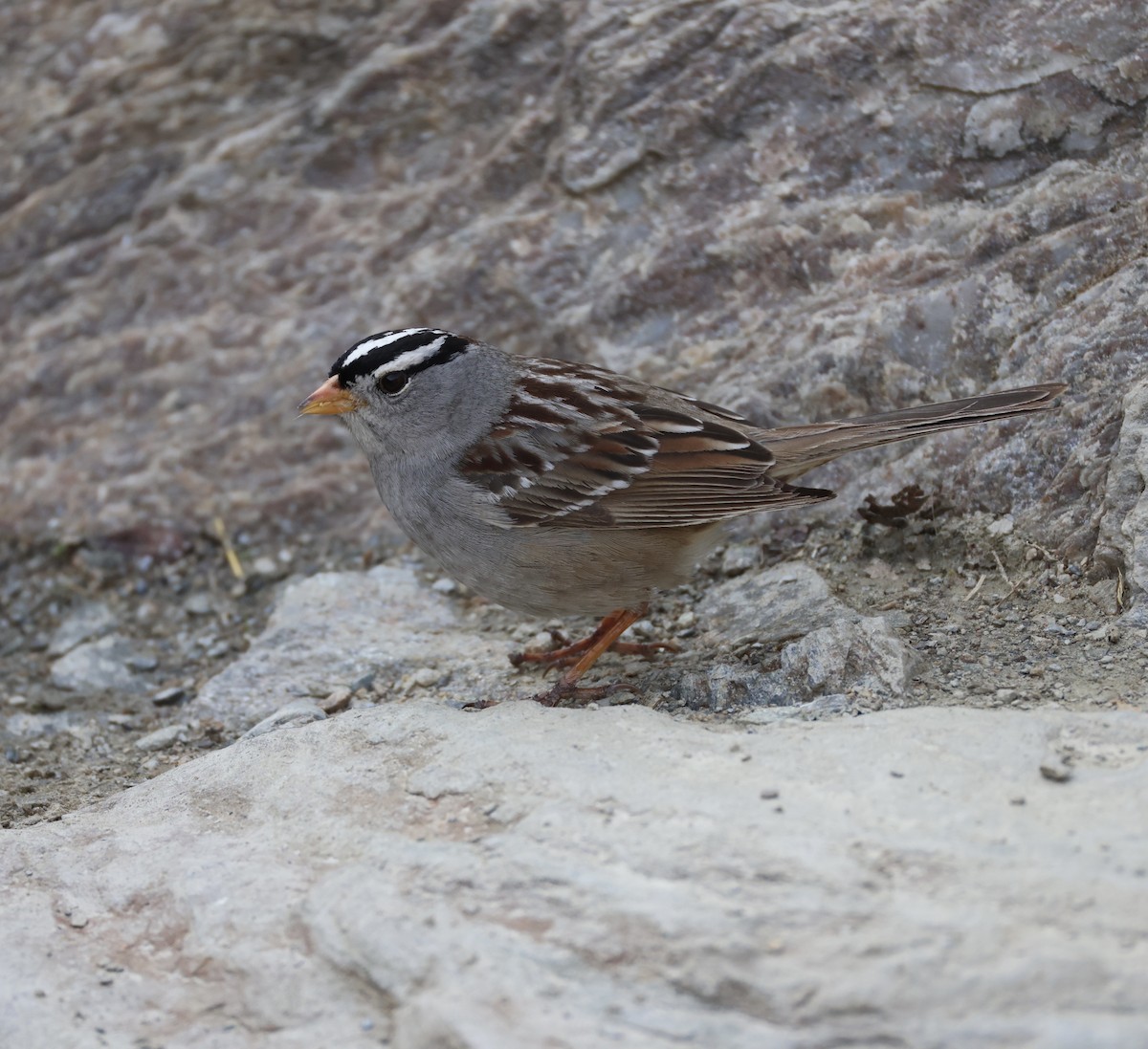 White-crowned Sparrow - ML620200457