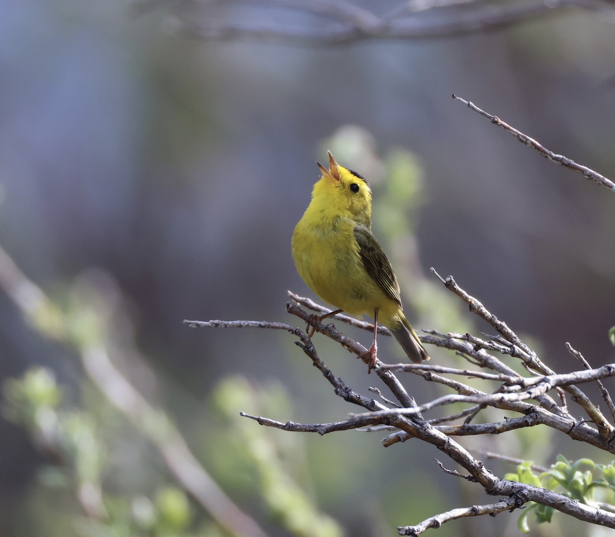 Wilson's Warbler - ML620200459