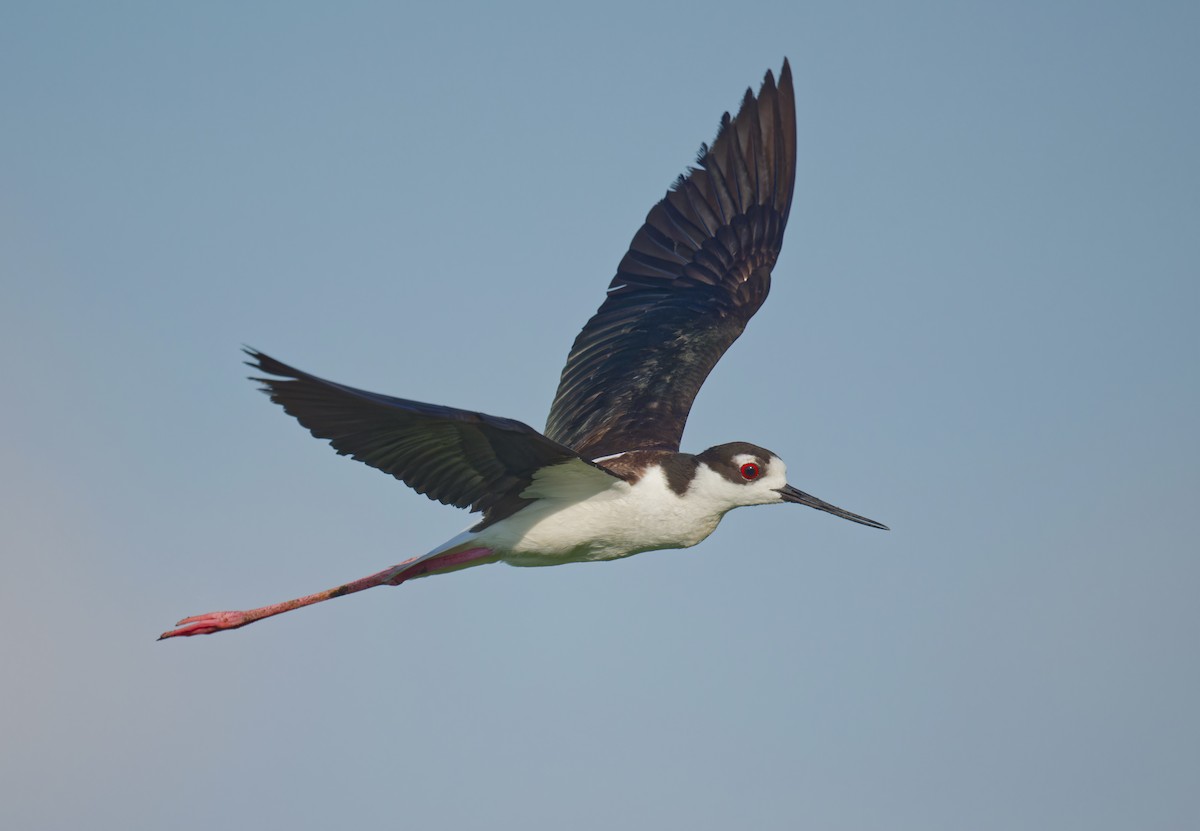 Black-necked Stilt - ML620200462