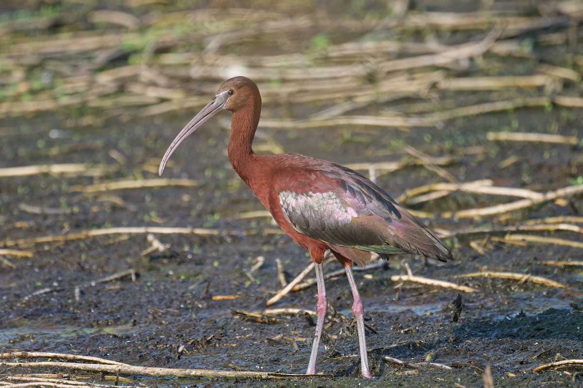 ibis hnědý - ML620200465