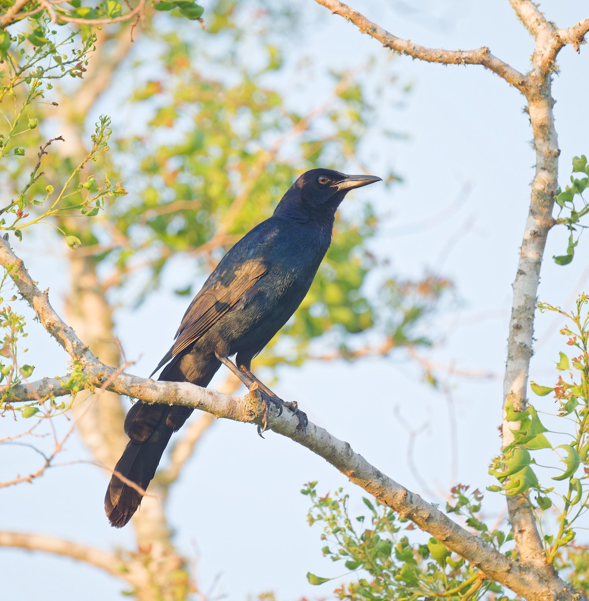 Boat-tailed Grackle - ML620200480