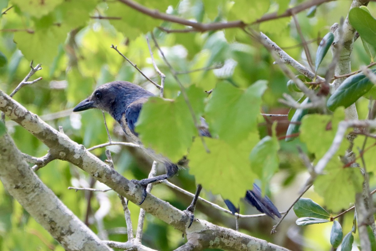 Florida Scrub-Jay - ML620200481