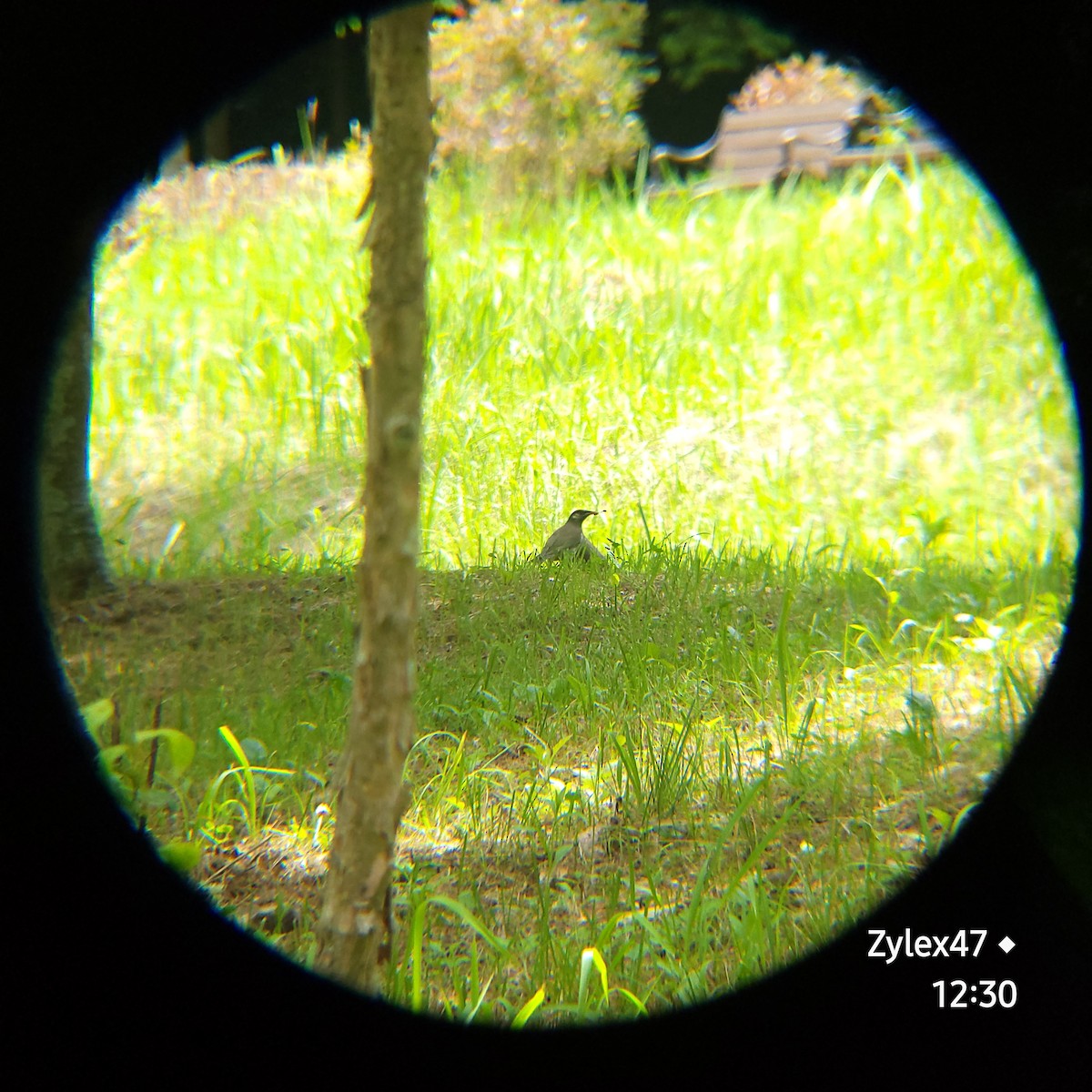 White-cheeked Starling - ML620200488