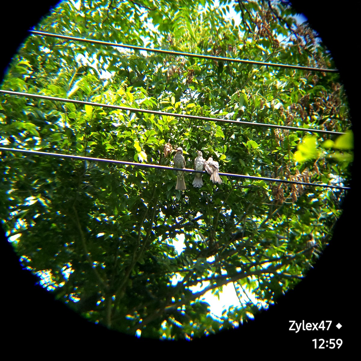 Eurasian Tree Sparrow - ML620200496