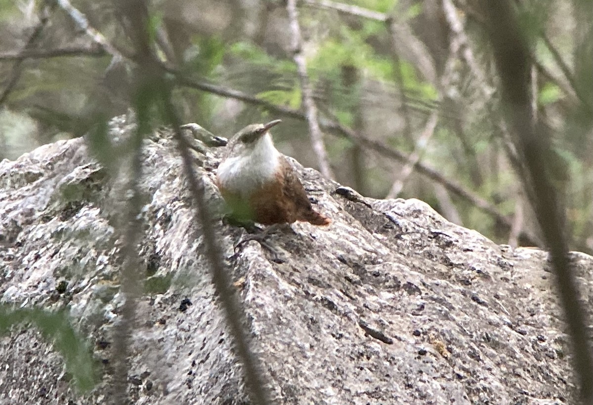 Canyon Wren - ML620200497