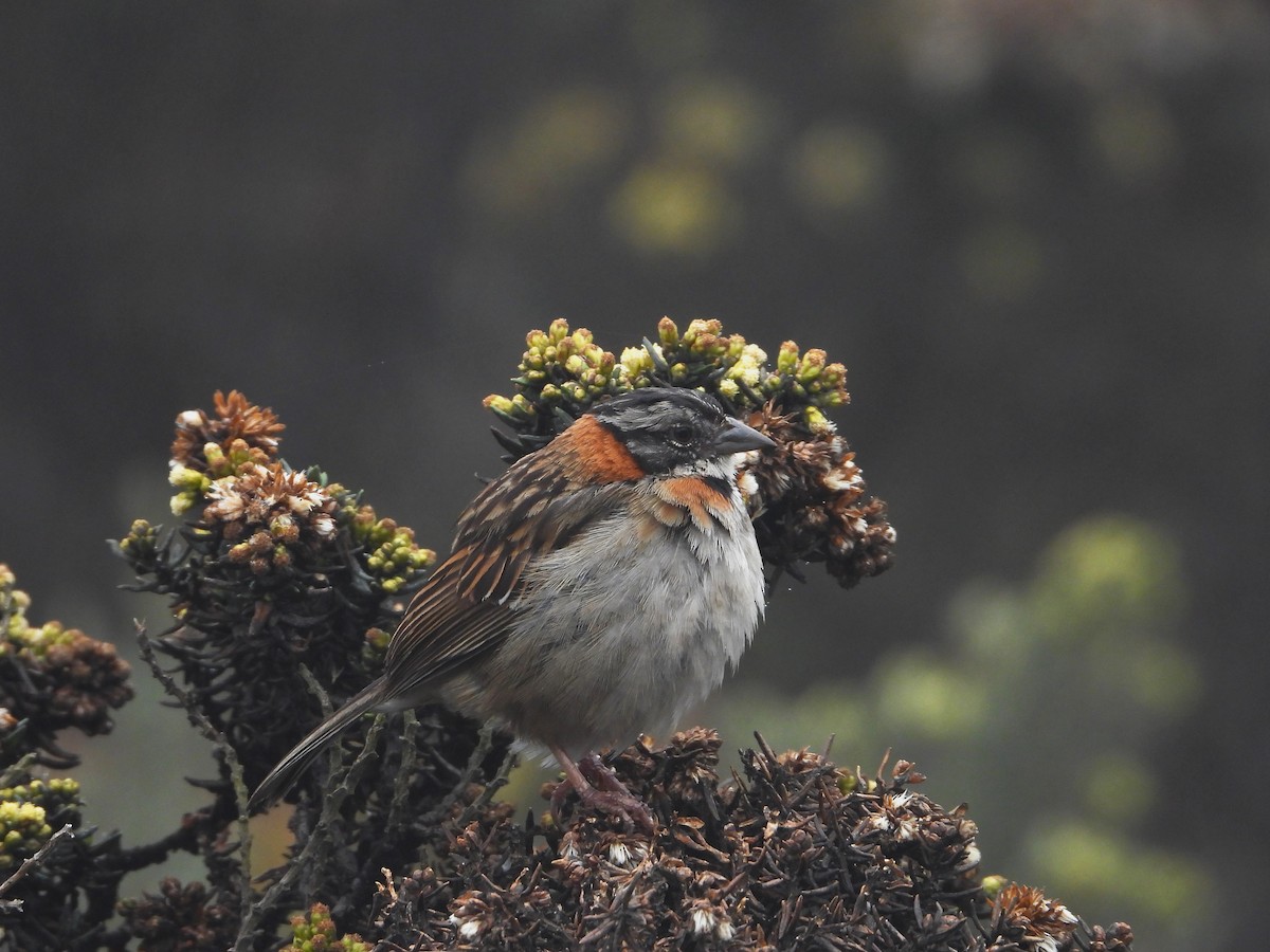 Rufous-collared Sparrow - ML620200501