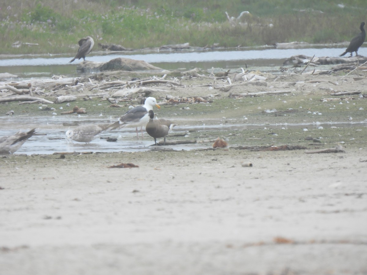 Brant - ML620200505