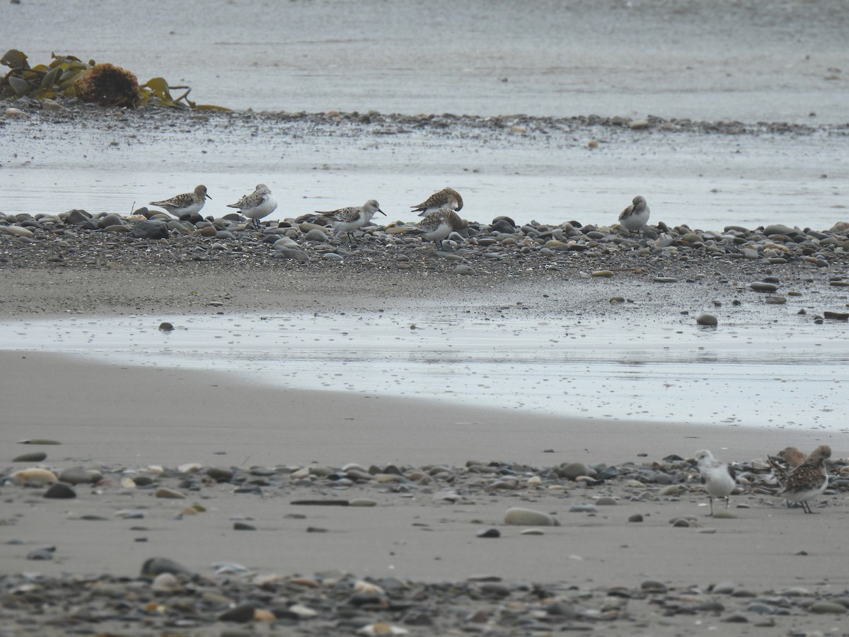 Calidris sp. (peep sp.) - ML620200507