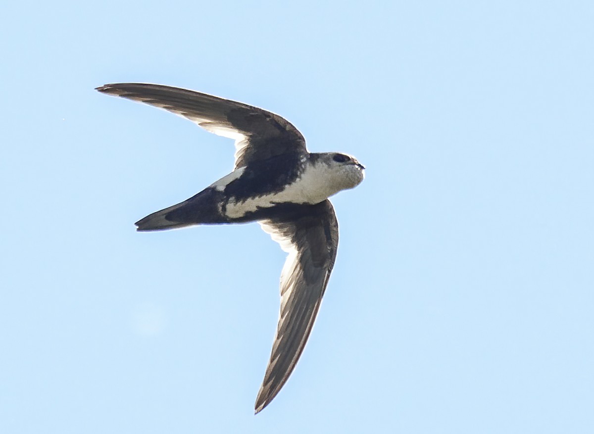 White-throated Swift - ML620200518