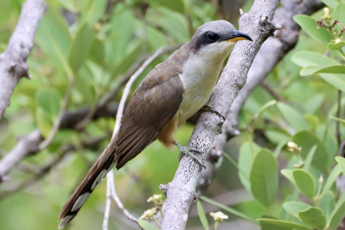 Mangrovekuckuck - ML620200520